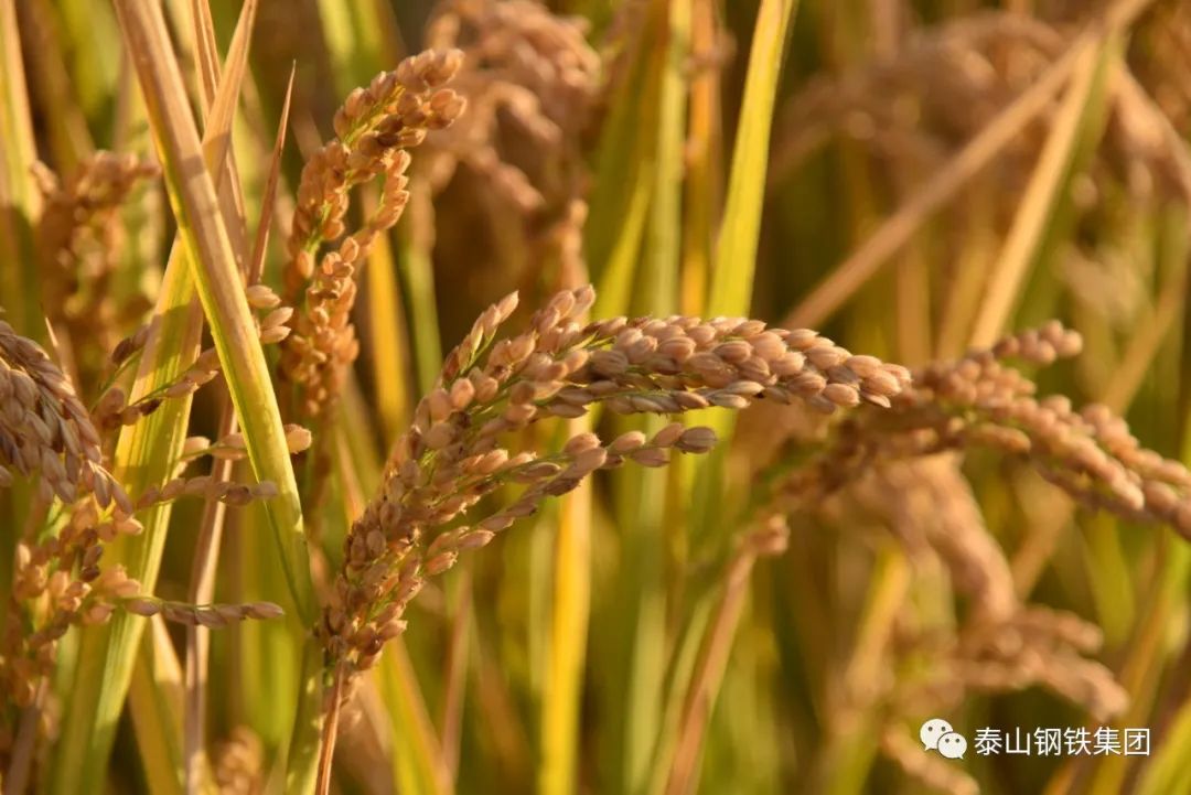 泰山钢铁集团龙虾香稻入选江苏省首批中高端稻米（油）全产业链发展模式优秀案例
